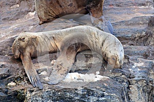 South American sealion Otaria flavescens on the sea lion island, ushuaia, Argentina