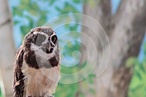 A South American Spectacled owl gazing intently