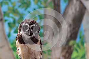 A South American Spectacled owl gazing intently at you