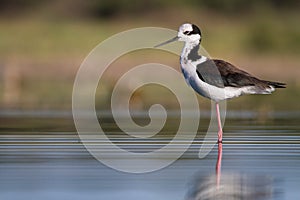 A south american stilt standing in water