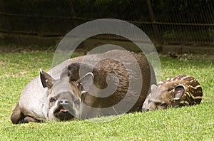 South American Tapir