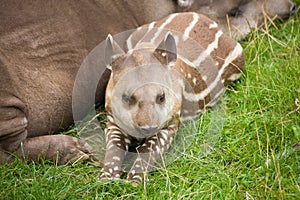 South American Tapir