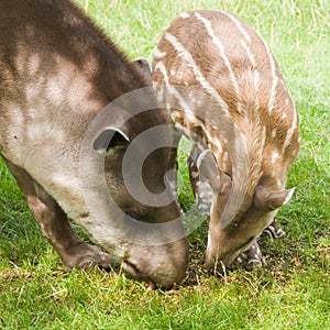 South American Tapir