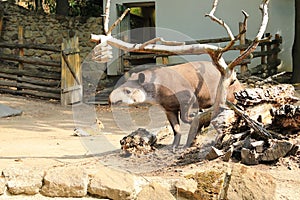 South American tapir