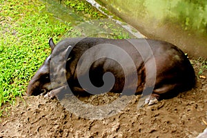 The South American tapir also commonly called the Brazilian tapir tapirus terrestris, tapir brasil, little black tapir in zoo b photo