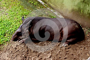 The South American tapir also commonly called the Brazilian tapir tapirus terrestris, tapir brasil, little black tapir in zoo photo