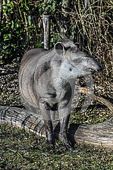 South american tapir at the beam 6