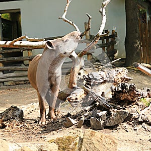 South American tapir biting branch