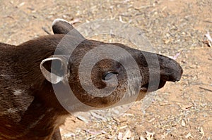 The South American tapir, Brazilian tapi, lowland tapir or anta