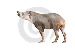 South American Tapir or Brazilian Tapir isolated