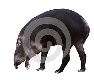 South American tapir. Isolated over white