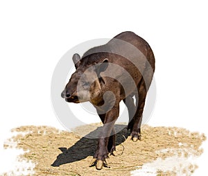 South American tapir isolated on white background