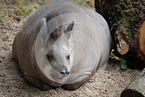 South American tapir Tapirus terrestris