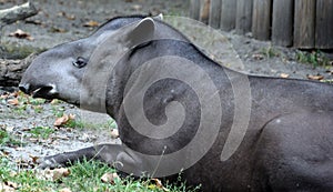 The South American tapir Tapirus terrestris,