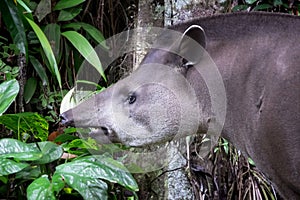 South American tapir (Tapirus terrestris)