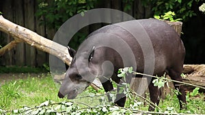 South american Tapir. Tapirus Terrestris
