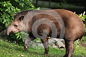 South American tapir (Tapirus terrestris).