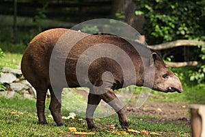 South American tapir (Tapirus terrestris).