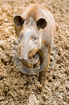 South American Tapir Tapirus Terrestris