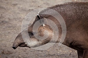 South American tapir (Tapirus terrestris)