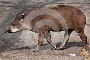 South American tapir (Tapirus terrestris)