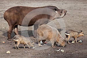 South American tapir (Tapirus terrestris)