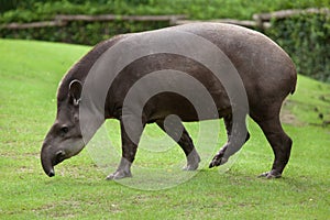 South American tapir Tapirus terrestris