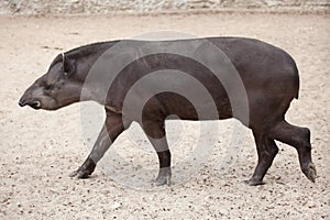 South American tapir Tapirus terrestris