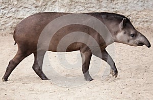 South American tapir Tapirus terrestris