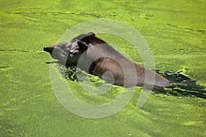 South American tapir Tapirus terrestris photo