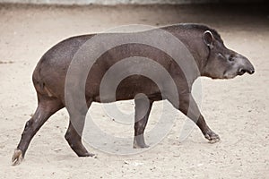 South American tapir Tapirus terrestris photo