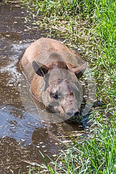 South American tapir Tapirus terrestris, also known as the Brazilian tapir in the mud