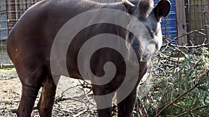 South American tapir Tapirus terrestris, also known as the Brazilian tapir. Wild life animal