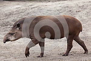 South American tapir (Tapirus terrestris) photo
