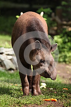 South American tapir (Tapirus terrestris). photo