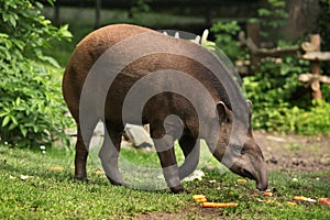 South American tapir (Tapirus terrestris). photo