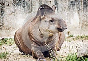 South American tapir (Tapirus terrestris), animal scene