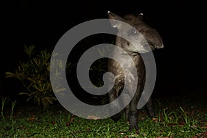 South American tapir Tapirus terrestris in natural habitat during night, cute baby animal with stripes, portrait of rare animal