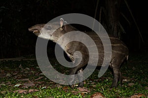 South American tapir Tapirus terrestris in natural habitat during night, cute baby animal with stripes, portrait of rare animal