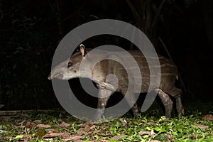 South American tapir Tapirus terrestris in natural habitat during night, cute baby animal with stripes, portrait of rare animal