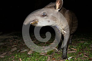 South American tapir Tapirus terrestris in natural habitat during night, cute baby animal with stripes, portrait of rare animal