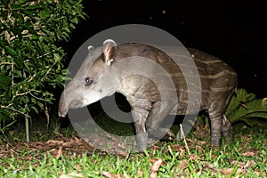 South American tapir Tapirus terrestris in natural habitat during night, cute baby animal with stripes, portrait of rare animal