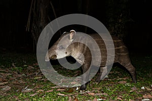 South American tapir Tapirus terrestris in natural habitat during night, cute baby animal with stripes, portrait of rare animal