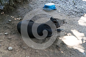 South American tapir - Tapirus terrestris - resting in its habitat.