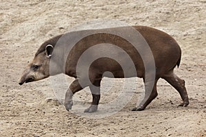 South American tapir Tapirus terrestris photo