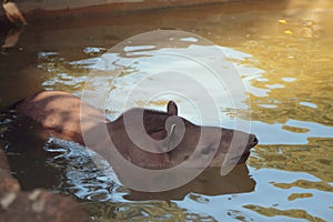 South American tapir in water. Rome, Italy photo