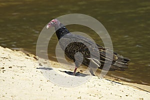 South American Turkey Vulture, cathartes aura ruficollis, Adult standing near Water, Los Lianos in Venezuela