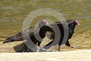 South American Turkey Vulture, cathartes aura ruficollis, Adults walking near Water, Los Lianos in Venezuela