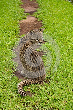 South American wild cat Leopardus Oncifelis geoffroyi