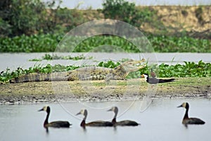 South American wildlife on the bank